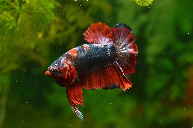 การเลี้ยงปลากัด มือใหม่ควรเลือกสายพันธุ์แบบไหน การเลี้ยงปลากัด