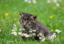 อุปกรณ์เลี้ยงแมว สำหรับมือใหม่ที่ต้องมี อุปกรณ์เลี้ยงแมว