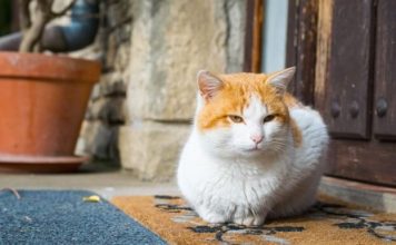 ทาสแมวจองตั๋วไปตุรกี แล้วฟินกับน้องแมวนับร้อยที่อิสตัลบูล ตั๋วไปตุรกี