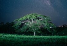 ปลูกได้เลย 7 ต้นไม้ใหญ่รากไม่ชอนไชบ้าน และดูแลง่าย