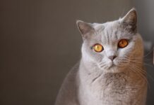 5 ข้อหลักการเลือกซื้อแมวมาเลี้ยง รับรองได้แมวดีชัวส์