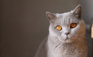 5 ข้อหลักการเลือกซื้อแมวมาเลี้ยง รับรองได้แมวดีชัวส์