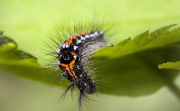 กำจัดหนอนบุ้งด้วยวิธีธรรมชาติ ปลอดภัยทั้งคนและต้นไม้