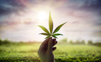 ปลูกกัญชาอย่างไรให้ได้ผลผลิตดี? ดินและปุ๋ยคือคำตอบ ต้นกัญชา