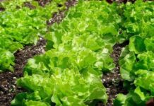 วิธีเริ่มต้นฟาร์มผักสลัดสำหรับมือใหม่ ใช้งบเท่าไหร่และต้องรู้อะไรบ้าง? ฟาร์มผักสลัด