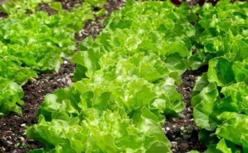 วิธีเริ่มต้นฟาร์มผักสลัดสำหรับมือใหม่ ใช้งบเท่าไหร่และต้องรู้อะไรบ้าง? ฟาร์มผักสลัด