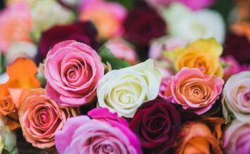 ดอกไม้แต่ละชนิดสื่อความหมายอะไรในวัฒนธรรมตะวันตก? ความหมายของดอกไม้ในวัฒนธรรมตะวันตก