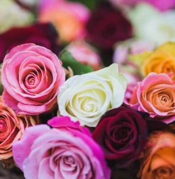 ดอกไม้แต่ละชนิดสื่อความหมายอะไรในวัฒนธรรมตะวันตก? ความหมายของดอกไม้ในวัฒนธรรมตะวันตก