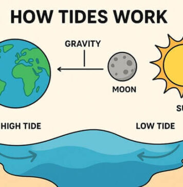 แรงดึงดูดของดวงจันทร์และดวงอาทิตย์มีผลอย่างไรต่อระดับน้ำ ปรากฏการณ์น้ำขึ้นน้ำลงทำงานอย่างไร