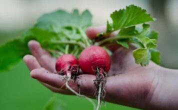 วิธีปลูกพืชผักสวนครัวในคอนโดไม่ยุ่งยาก เลือกชนิดไหนดีและจัดกระถางยังไง พืชผักสวนครัวที่ปลูกง่าย ในกระถางสำหรับคนอยู่คอนโด