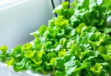 5 ผักสลัดยอดฮิตที่มือใหม่ปลูกยังไงก็รอด เริ่มง่าย เก็บกินได้ไว 5 ผักสลัดยอดฮิตที่มือใหม่ปลูกยังไงก็รอด เริ่มง่าย เก็บกินได้ไว