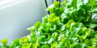 5 ผักสลัดยอดฮิตที่มือใหม่ปลูกยังไงก็รอด เริ่มง่าย เก็บกินได้ไว 5 ผักสลัดยอดฮิตที่มือใหม่ปลูกยังไงก็รอด เริ่มง่าย เก็บกินได้ไว