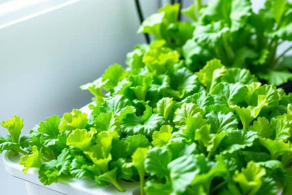 5 ผักสลัดยอดฮิตที่มือใหม่ปลูกยังไงก็รอด เริ่มง่าย เก็บกินได้ไว