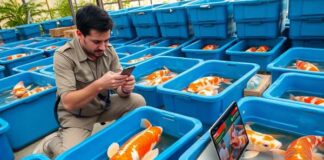 ธุรกิจขายปลาคาร์ฟออนไลน์ เริ่มต้นยังไง ให้มีลูกค้าและโตได้จริง ธุรกิจขายปลาคาร์ฟออนไลน์ เริ่มต้นยังไง ให้มีลูกค้าและโตได้จริง