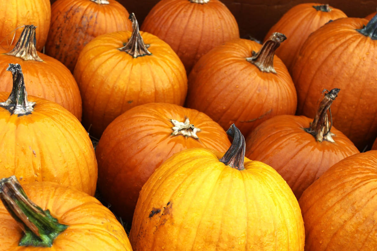 ฮาโลวีน: เทศกาลแห่งความมืดและวิญญาณจากรากฐาน Samhain